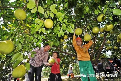 柚 香 柚 甜,在线等撩 9.19东乡镇风沿村第五届柚子节来袭,我们不见不散